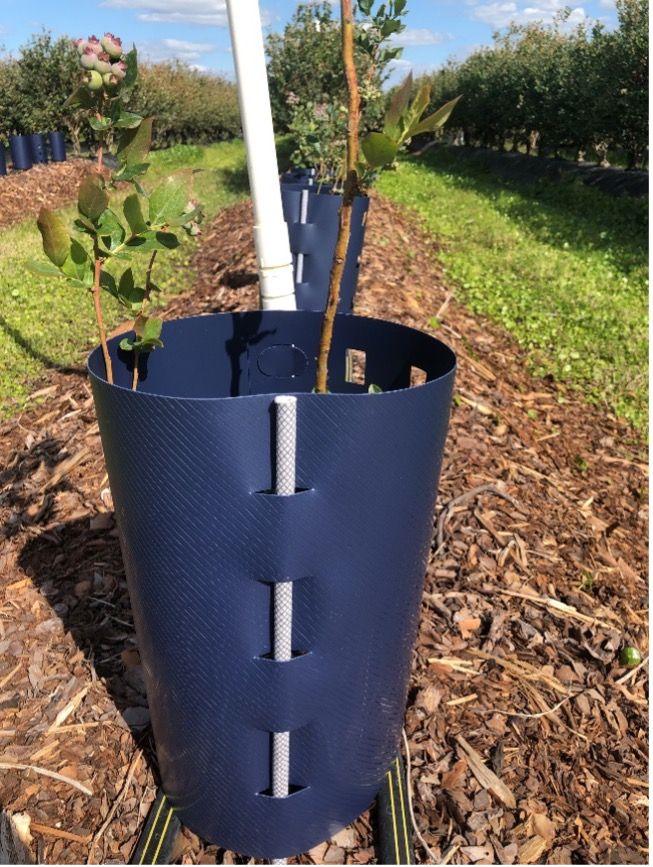 Plastic sleeve used to train new plants for narrow crowns.