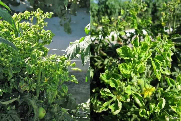 Figure 13. Extremely stunted tomato plant infected with TYLCV.