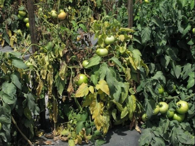 Figure 14. Tomato plants exhibiting one-sided wilt and bright yellowing of foliage characteristic of Fusarium wilt.
