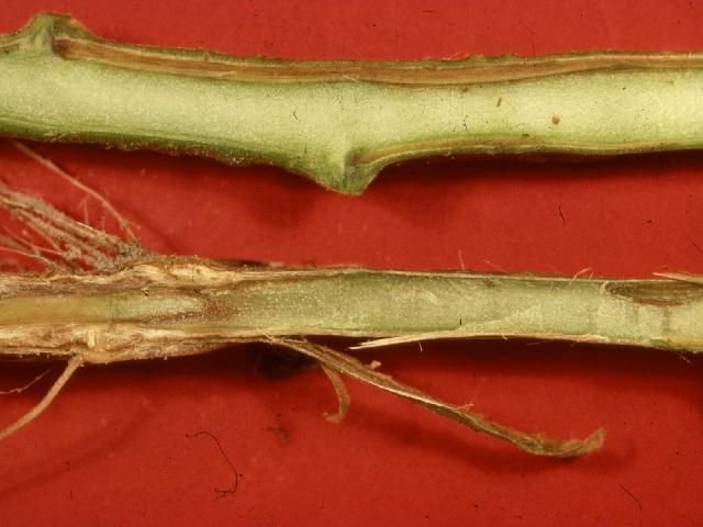 Figure 15. Internal browning of water-conducting tissue in tomato stem of plant with Fusarium wilt.