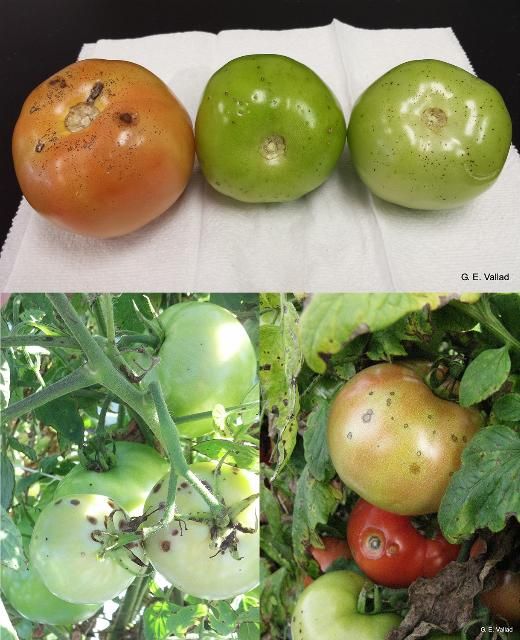 Figure 7. Target spot on tomato fruit.