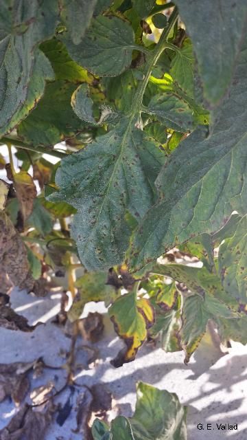 Figure 4. Typical bacterial spot symptoms on tomato leaves.