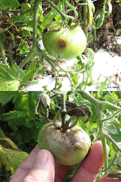 Figure 9. Late blight on tomato fruit.