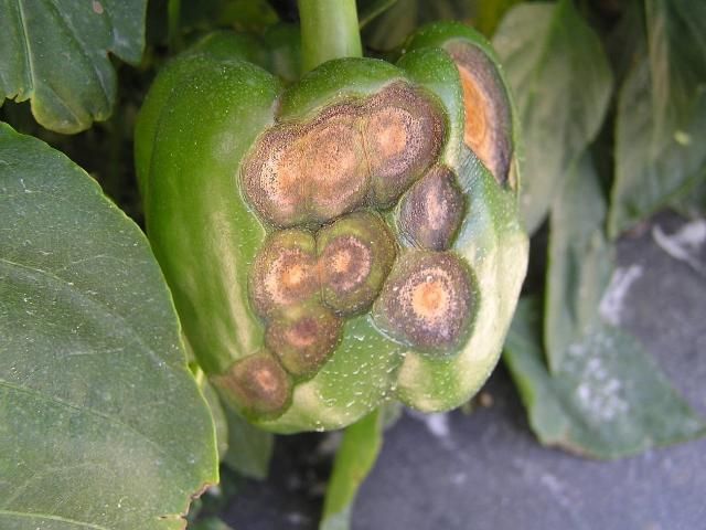 Figure 2. Pepper fruit with symptoms of anthracnose.
