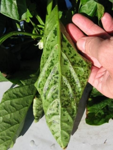 Figure 3. Pepper leaf exhibiting water-soaked lesions, the initial symptoms of bacterial spot, caused by Xanthomonas euvesicatoria.