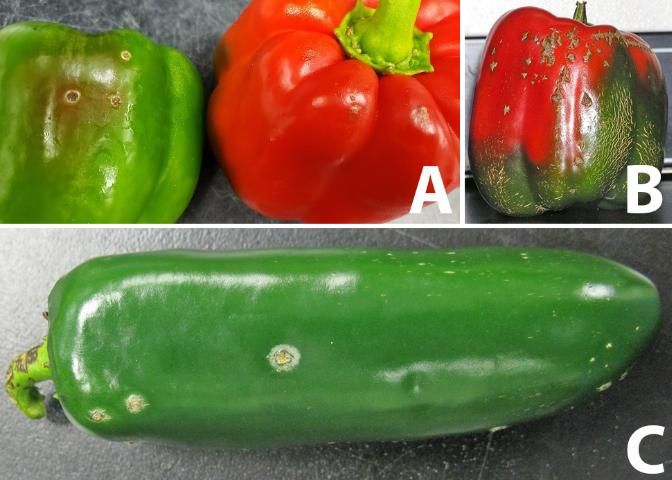 Figure 5. Lesions of bacterial spot caused by Xanthomonas euvesicatoria on: A) bell pepper fruit; B) raised, scab-like lesions on bell pepper; and C) jalapeño pepper.