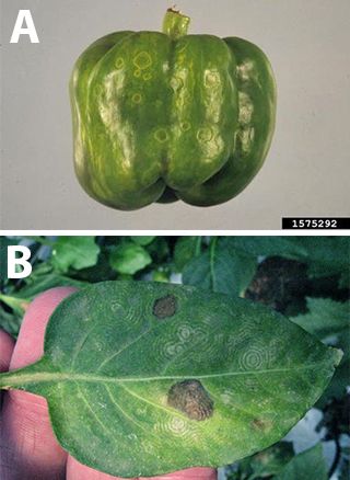 Figure 17. Tomato spotted wilt virus symptoms on A) pepper fruit; and B) leaves.