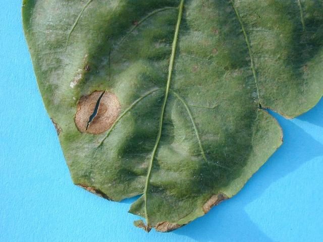 Figure 1. Pepper leaf with lesions typical of anthracnose.