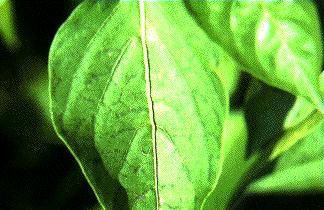 Figure 15. Leaf mottling and distortion on plants infected with tobacco mosaic virus.