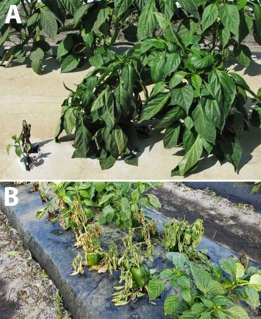 Figure 7. A) Wilted pepper plant from Phytophthora blight; and B) wilted pepper plant with fruit attached.