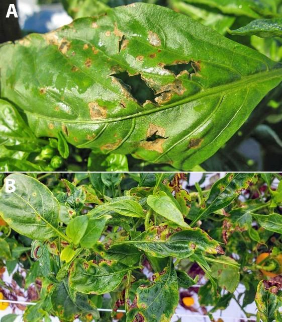 Figure 4. A) Pepper leaf exhibiting severe symptoms of bacterial spot, caused by Xanthomonas euvesicatoria. B) Lesions of bacterial spot on mini sweet pepper leaves.
