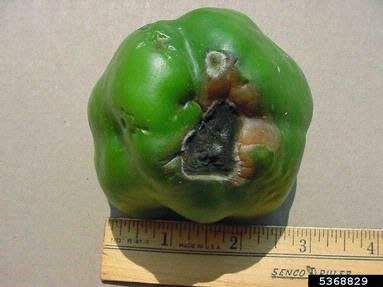 Figure 14. Symptoms of blossom end rot on pepper fruit and a secondary infection of fungi.