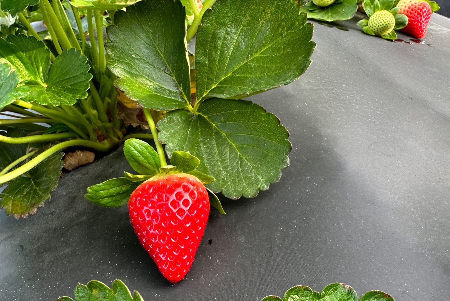 A strawberry on a plant

Description automatically generated