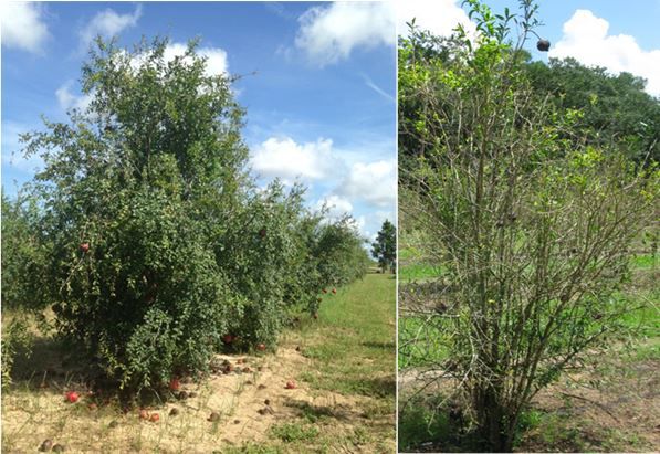 Figure 10. Fruit drop, fruit mummification, and defoliation of pomegrante in Florida orchards caused by combination of different pathogen species.