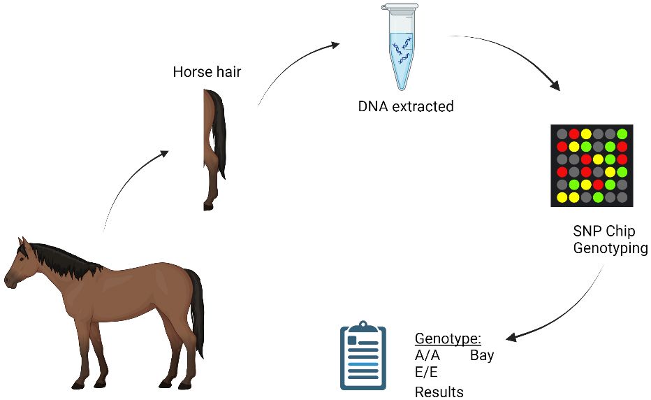 Process outlining genetic testing done on horses. 