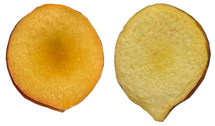 Comparison of texture and shape of fresh (left) and freeze dried (right) ‘UFOne’ peach slices.