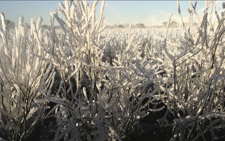 A blueberry field protected by overhead irrigation during a freeze. While blueberry canes are relatively pliable, the ice load can break canes and uproot plants.