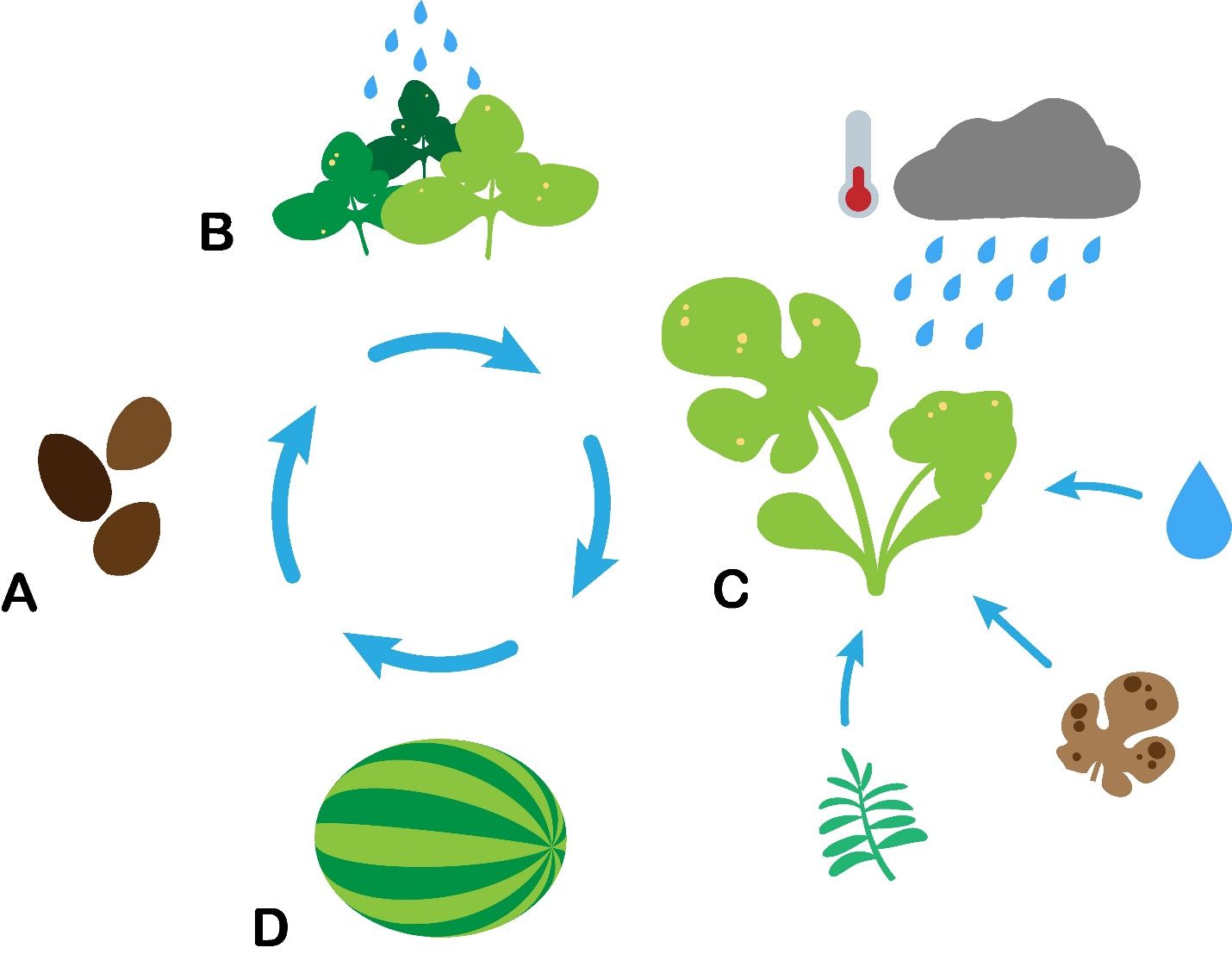 The disease cycle of bacterial leaf spot of cucurbits. 