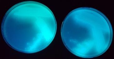 Pseudomonas syringae strains fluorescing under UV light. 