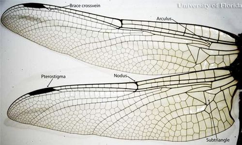 Alas anteriores y posteriores de un gónfido adulto ; la venación y forma de las alas anteriores y posteriores no son similares.
