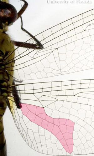 Ala posterior de una libélula adulta de la familia Libellulidae mostrando una curva con forma de bota completamente desarrollada (área sombreada).