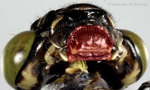 Labium de una libélula adulta cordulegastrid sin hendidura mediana.
