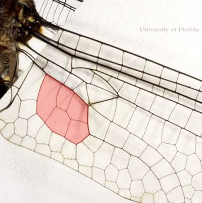 Ala posterior de una libélula corduliid sin la forma de la bota (área sombreada).