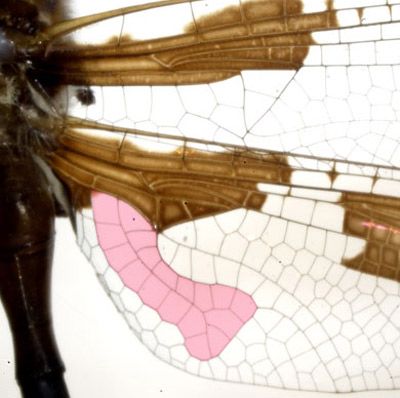 Ala posterior de una libélula corduliid mostrando la curva con la forma de bota sin la región de los dedos (área sombreada).  