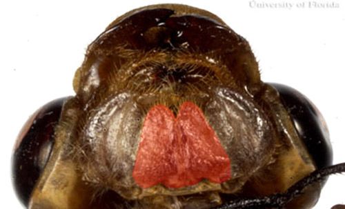 Labium de una libélula adulta cordulegastrid con una hendidura media.