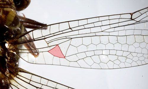 Ala anterior de una libélula gónfida; el subtriángulo del ala anterior con una sola celda. (área sombreada).