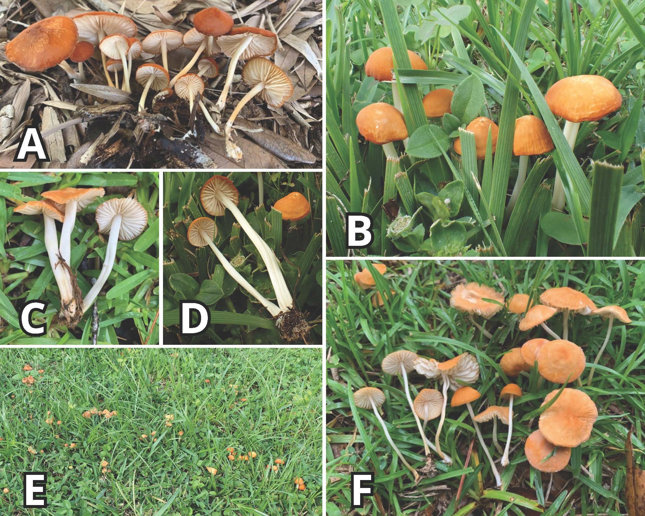 Morphology of Marasmius vagus (A–F). Photos of fresh specimens highlight the vibrant orange cap coloration, the bright white stipe, and the white, closely-spaced gills. Mushrooms of Marasmius vagus typically grow in clusters and may sometimes form large congregations or partial fairy rings (as shown in E). 