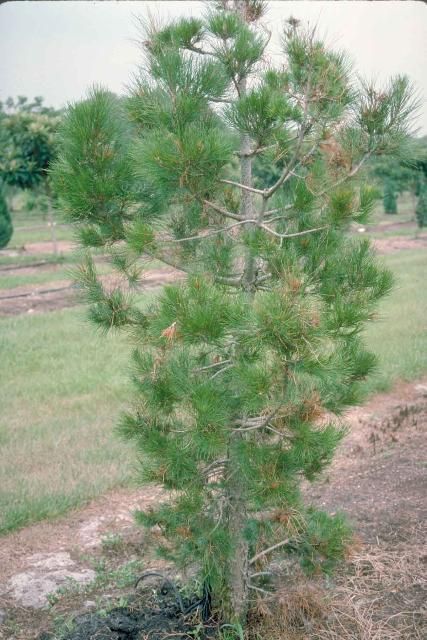Young Pinus brutia var. eldarica: Mondell pine.