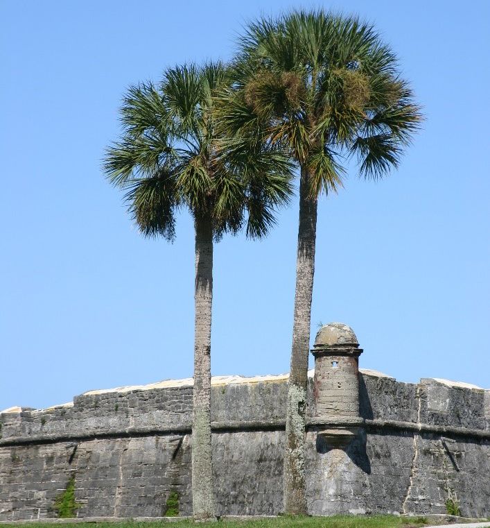 Figure 1. Sabal or cabbage palm (Sabal palmetto).