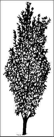 Middle-aged Styphnolobium japonicum 'Columnaris': columnar scholar tree.