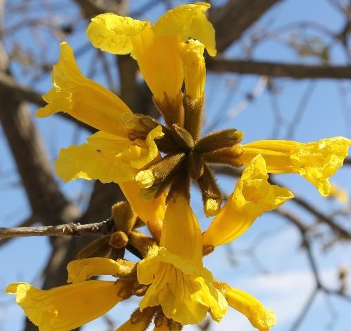 Flower—Handroanthus chrysotrichus: Golden trumpet tree.