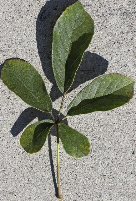 Leaf—Handroanthus chrysotrichus: Golden trumpet tree.
