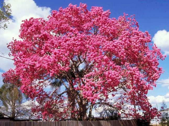 Mature Handroanthus heptaphyllus: pink trumpet tree.