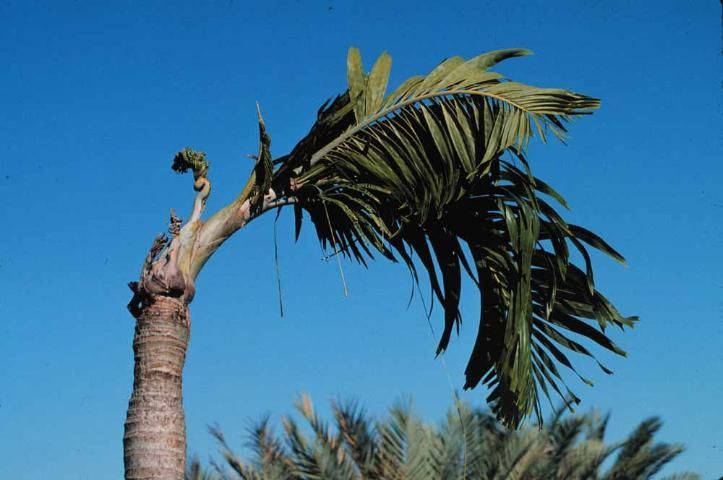 Boron deficiency on Christmas palm.