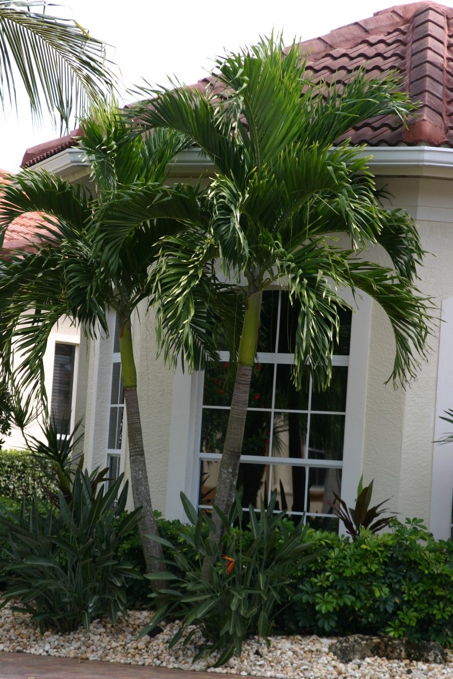 Adonidia merrillii, the Christmas or Manila palm.