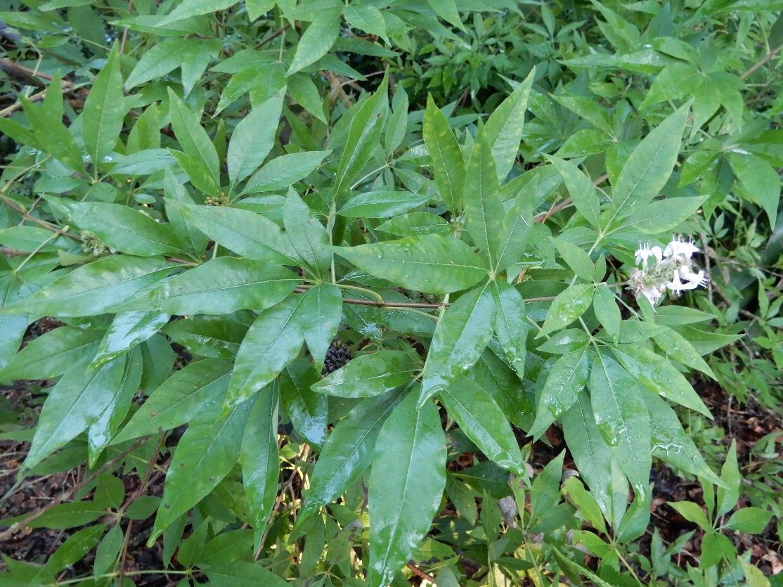 Foliage of Vitex agnus-castus 'Rosea': 'Rosea' chastetree.