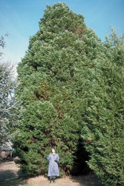 Middle-aged x Hesperotropsis leylandii: Leyland Cypress