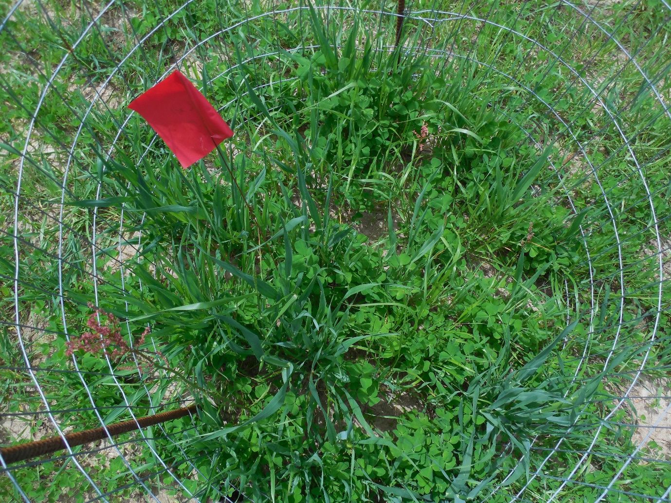Mixed sward of oats and crimson clover within a livestock exclusion cage in March in north Florida (UF/IFAS NFREC, Quincy, FL). 