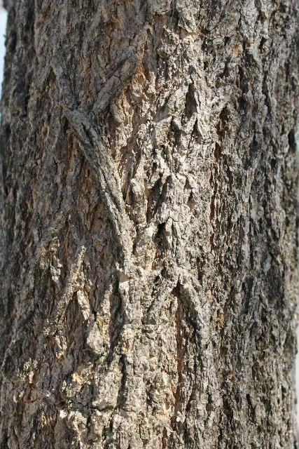 Bark—Handroanthus chrysotrichus: Golden trumpet tree.