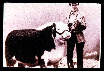 Figure 2. Champion Hereford Steer, 1953 International, Exhibited at 1005 lbs. Inferior growth and carcass merit.