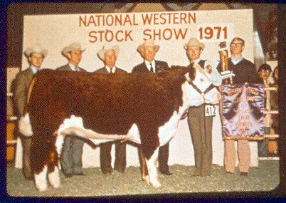 Figure 3. Champion Hereford Steer, 1971 National Western Stock Show, Exhibited at 1250 lbs. Still very desirable growth and carcass merit today.
