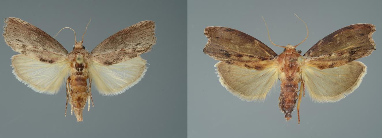 Figure 1. Female (left) and male (right) greater wax moth adults.