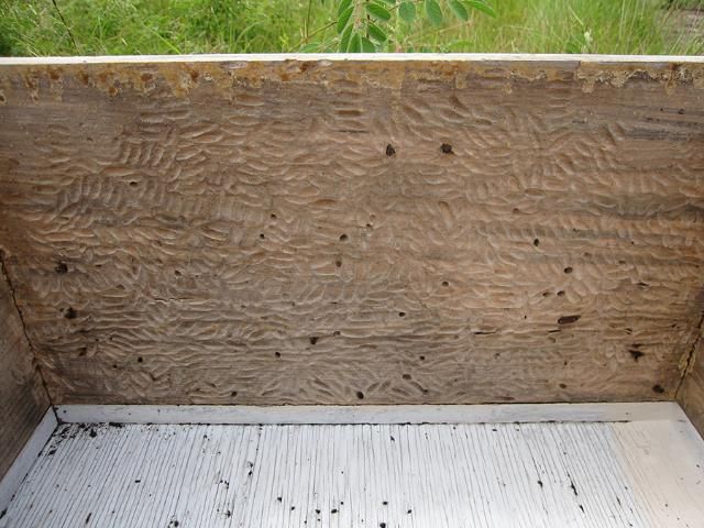 Figure 6. Wax moth damage to the inside wall of the hive.
