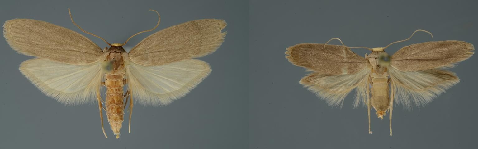 Figure 2. Female (left) and male (right) lesser wax moth adults.