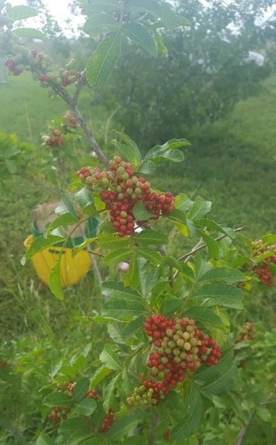 Brazilian peppertree with berries.