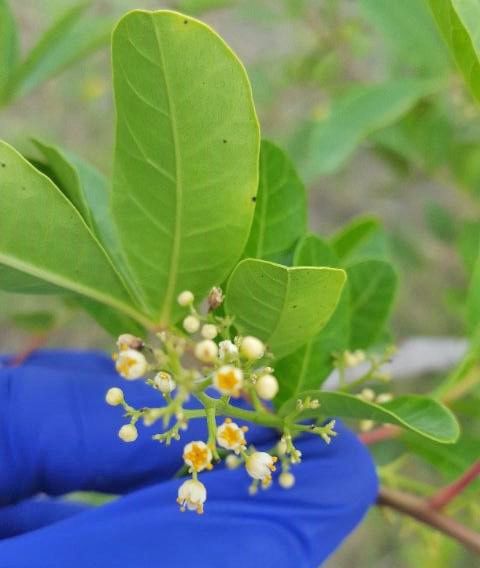White (male) flowers of the Brazilian peppertree.